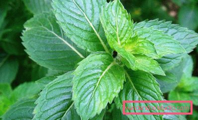 Maschera di Bardana per la caduta dei capelli