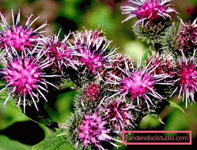 Maschera di Bardana per la caduta dei capelli