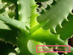 Aloe per capelli e cuoio capelluto