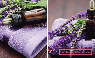 lavanda lavanda