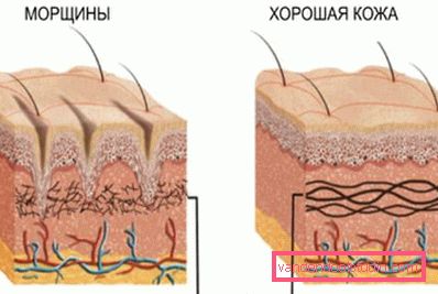 anatomia delle rughe anatomia delle rughe