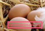 Cottura di shampoo naturale a casa