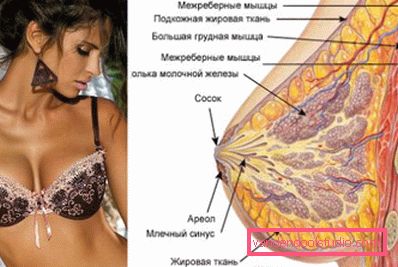anatomia anatomia