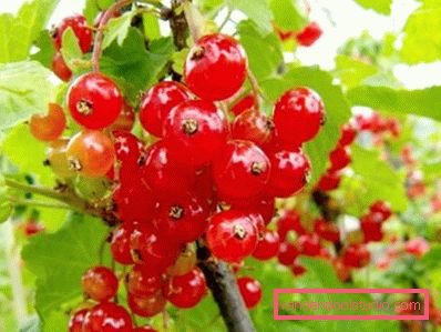 ribes rosso ribes rosso