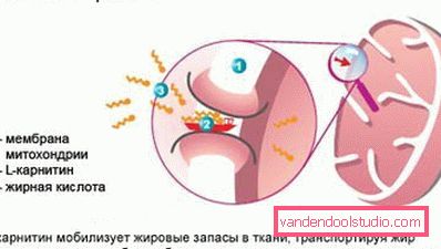 azione l carnitina azione l carnitina