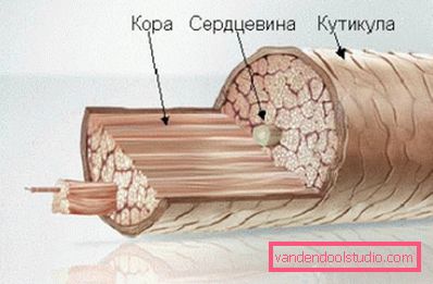 schema di struttura