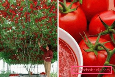 albero di pomodori e frutta albero di pomodori e frutta