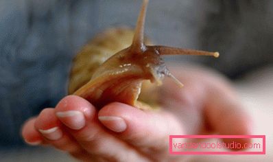Achatina a portata di mano Achatina a portata di mano