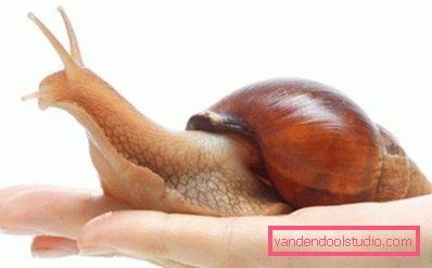 Achatina in mano Achatina in mano