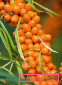 Olio di olivello spinoso