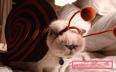 gatto in un costume di vongole gatto in un costume di vongole