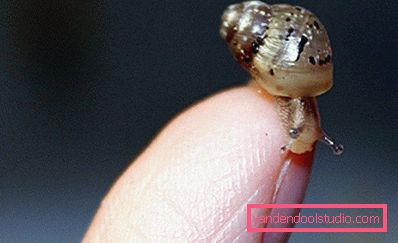 piccola lumaca piccola lumaca