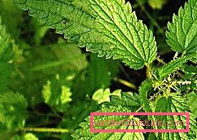 Decotti di erbe per capelli