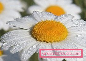 Decotti di erbe per capelli