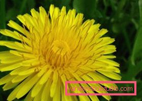 Decotti di erbe per capelli