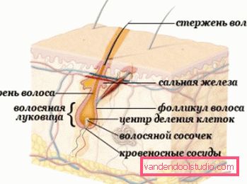 'Строение Struttura dei capelli