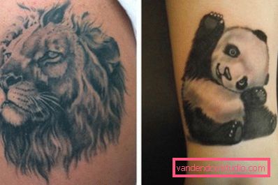 Leone maestoso e panda gentile Leone maestoso e panda gentile
