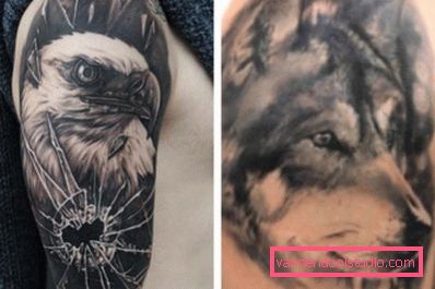 Aquila e il lupo nero e grigio Aquila e il lupo nero e grigio