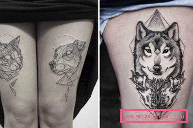 gatto e cane e lupo gatto e cane e lupo