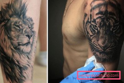 leone e tigre leone e tigre