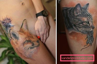 volpe e gatto volpe e gatto