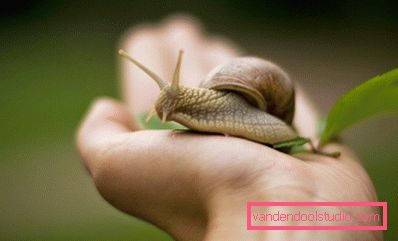 lumaca a portata di mano lumaca a portata di mano