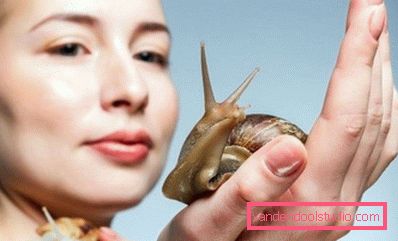 Achatina viso cura della casa Achatina viso cura della casa