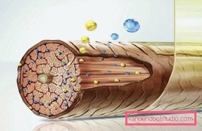 struttura dei capelli