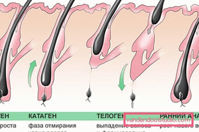 Il ciclo di vita dei nostri capelli